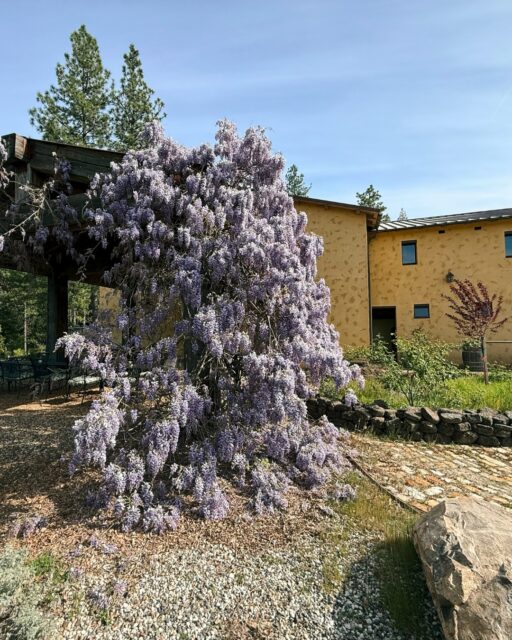 Wisteria is in full bloom around the tasting room. One of our favorite times of year to be here.

#Wisteria
#MirafloresWinery