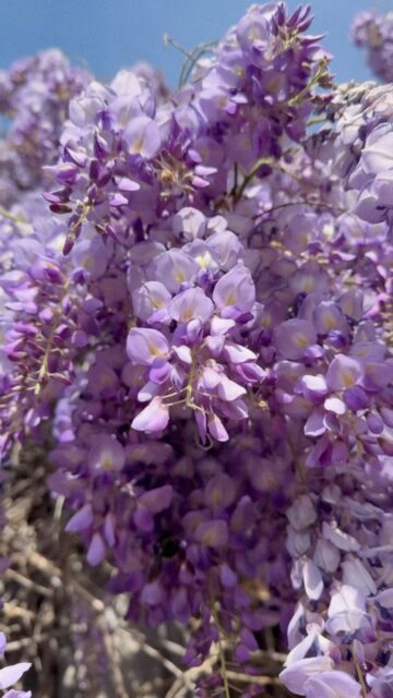 The wisteria is putting on a show right now. If you&rsquo;ve been meaning to stop by, this is a good time to visit Miraflores!

#Wisteria
#MirafloresWinery