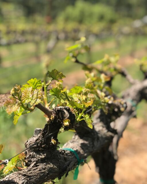 The vines are waking up, and bud break is underway in the vineyard at Miraflores Winery. 

#MirafloresWinery