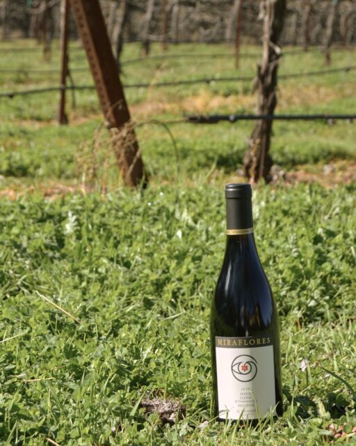 From vineyard to bottle. Every Miraflores wine begins right here among the vines, nurtured by the unique soils and climate of El Dorado County.

Experience the story in every glass.

#MirafloresWinery 
#EstateWine 
#VineyardLife 
#ElDoradoWineCountry