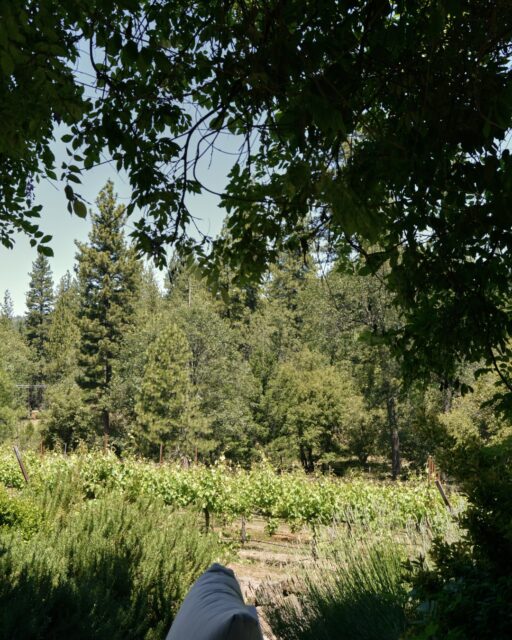 This view never gets old. 🌿 Nestled in the Sierra Foothills, our vineyards provide the perfect backdrop for an unforgettable wine tasting experience. Every season brings something beautiful to discover.

Visit us and enjoy the peaceful beauty of El Dorado wine country.

#MirafloresWinery
#VineyardViews 
#WineCountry 
#CaliforniaWine 
#NatureLovers 
#VisitPlacerville 
#WineLife