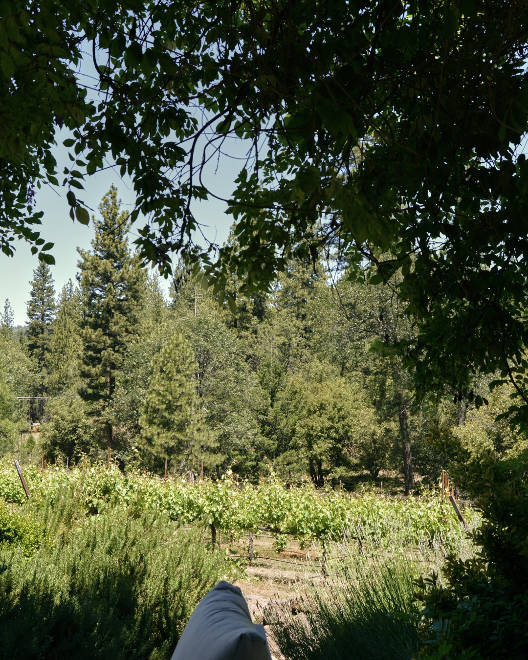 This view never gets old. 🌿 Nestled in the Sierra Foothills, our vineyards provide the perfect backdrop for an unforgettable wine tasting experience. Every season brings something beautiful to discover.

Visit us and enjoy the peaceful beauty of El Dorado wine country.

#MirafloresWinery
#VineyardViews 
#WineCountry 
#CaliforniaWine 
#NatureLovers 
#VisitPlacerville 
#WineLife