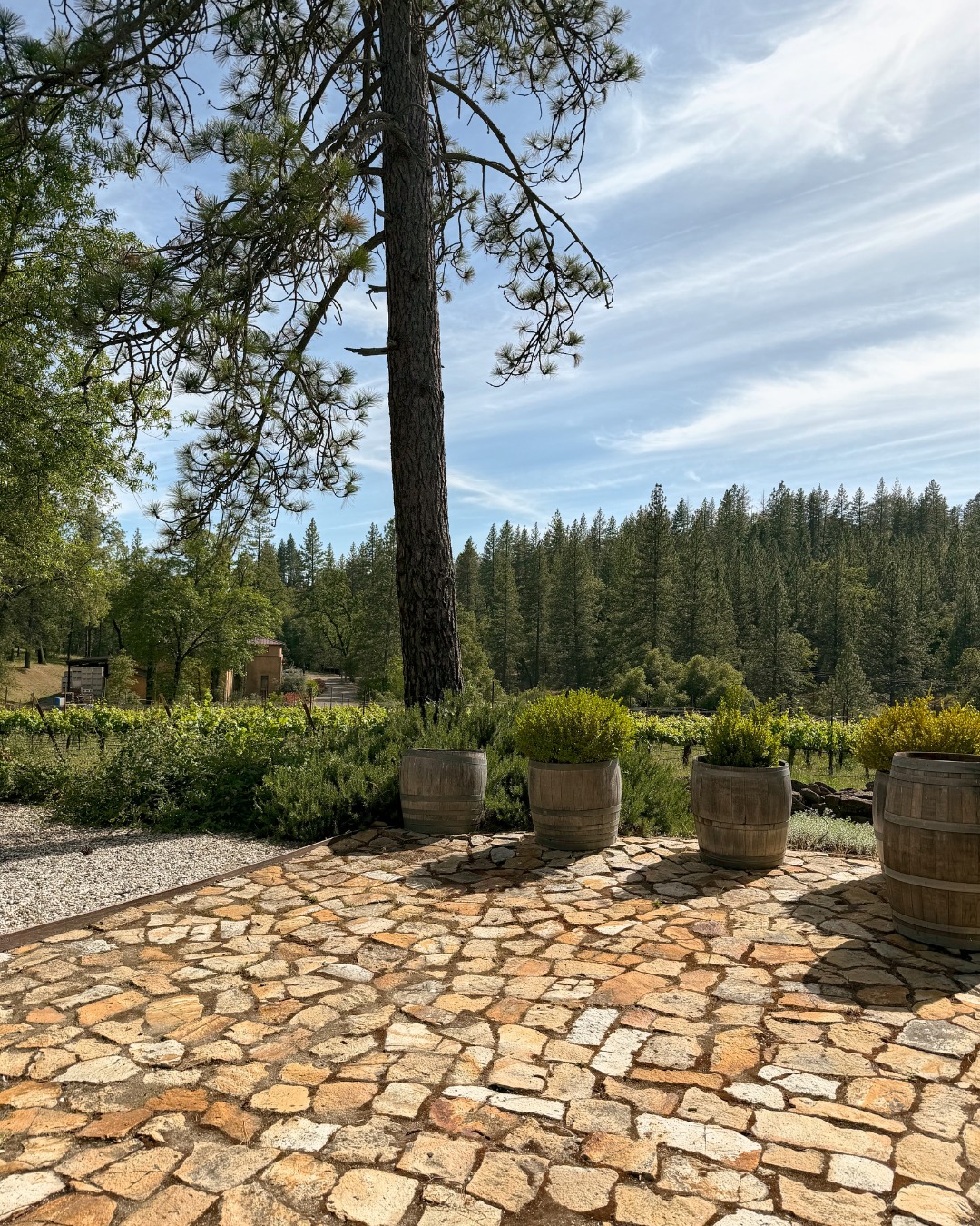 Where the vineyard meets the pines. Escape to Miraflores for a peaceful afternoon of wine, fresh air, and Sierra Foothill beauty.

#MirafloresWinery #SierraFoothills #VineyardViews #WineCountry #ElDoradoCounty