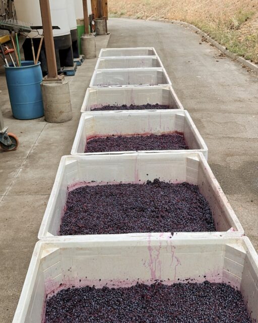 One bin after another, harvest season keeps moving. Behind the scenes at Miraflores Winery, our team is putting in the work that makes each new vintage possible.

We&rsquo;re grateful for their dedication through this busy stretch in El Dorado wine country. Leave a little love for the crew below. 🍇

#MirafloresWinery 
#HarvestTeam 
#WineHarvest 
#ElDoradoWineCountry 
#CaliforniaWinemaking