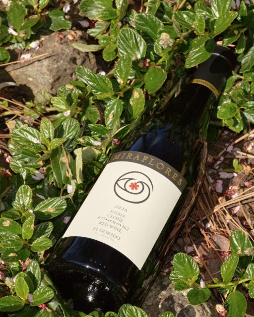 Rooted in El Dorado. Surrounded by foothills greenery, this bottle of Miraflores estate red wine feels right at home.

Bring a little Sierra Foothills wine country to your table. Explore our red wines and choose a bottle for your next gathering. 🍷

#californiaredwine 
#ElDoradoWine 
#EstateWine 
#SierraFoothillsWine 
#CaliforniaRedWine