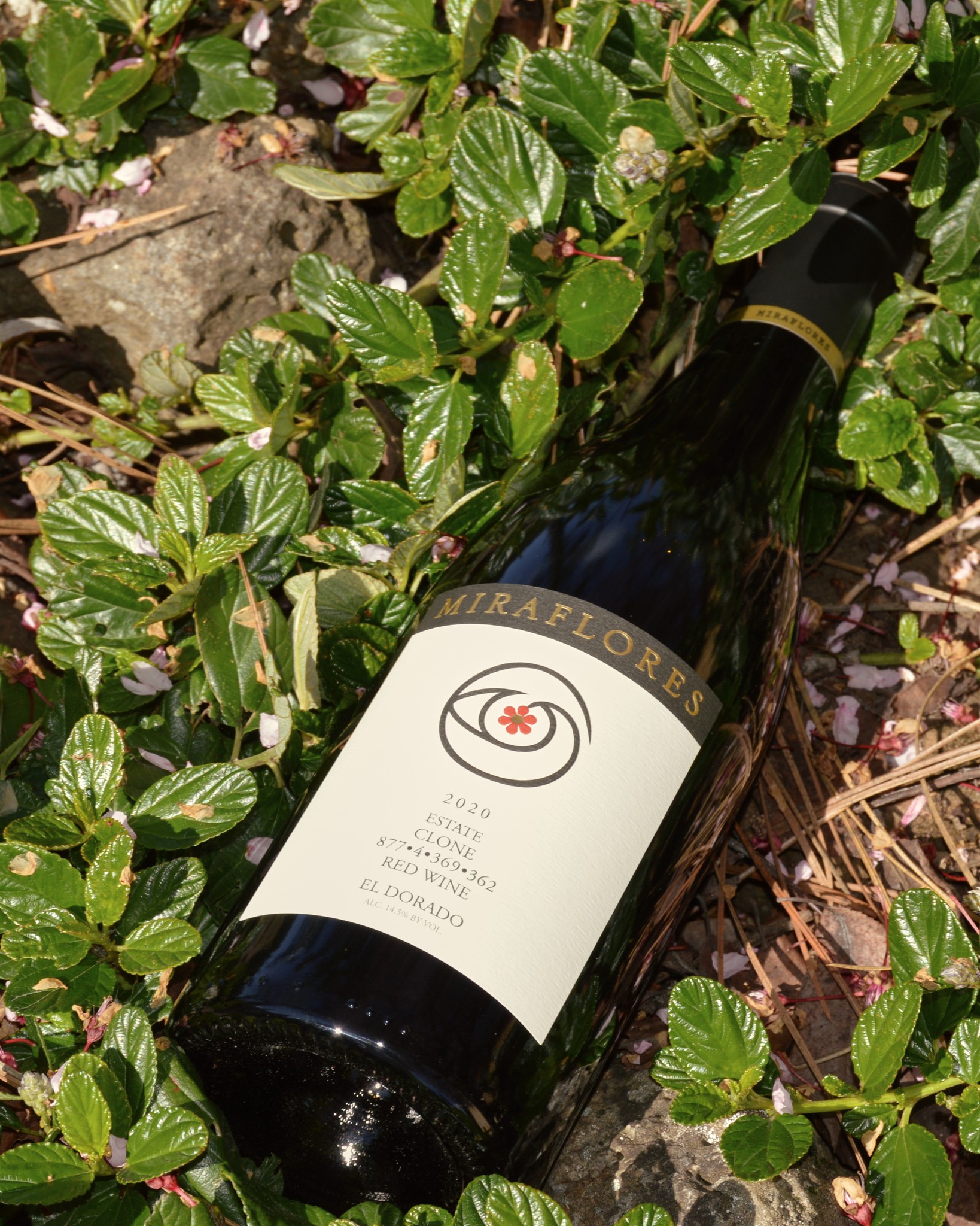 Rooted in El Dorado. Surrounded by foothills greenery, this bottle of Miraflores estate red wine feels right at home.

Bring a little Sierra Foothills wine country to your table. Explore our red wines and choose a bottle for your next gathering. 🍷

#californiaredwine 
#ElDoradoWine 
#EstateWine 
#SierraFoothillsWine 
#CaliforniaRedWine