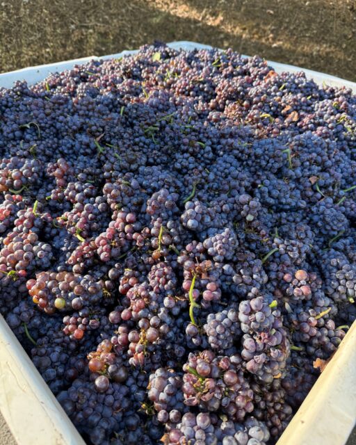 These harvest bins hold more than grapes. They represent long days, teamwork, and the care our crew puts into every step of the season.

To the people working hard behind the scenes at Miraflores Winery: thank you. Our El Dorado County wine story wouldn&rsquo;t be the same without you. 🍇

#MirafloresWinery 
#HarvestCrew 
#WineHarvest 
#ElDoradoWineCountry 
#CaliforniaWinemaking