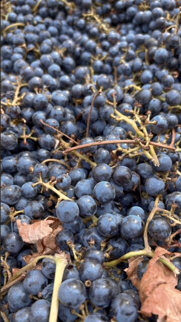 Before the bottle, before the pour&mdash;there are the grapes. A closer look at the fruit at the heart of harvest season at Miraflores Winery. 🍇

Here in El Dorado wine country, this is a season of possibility. Stay with us for more glimpses of the journey from grape to glass.

#MirafloresWinery 
#GrapeToGlass 
#WineGrapes 
#ElDoradoWineCountry 
#HarvestSeason