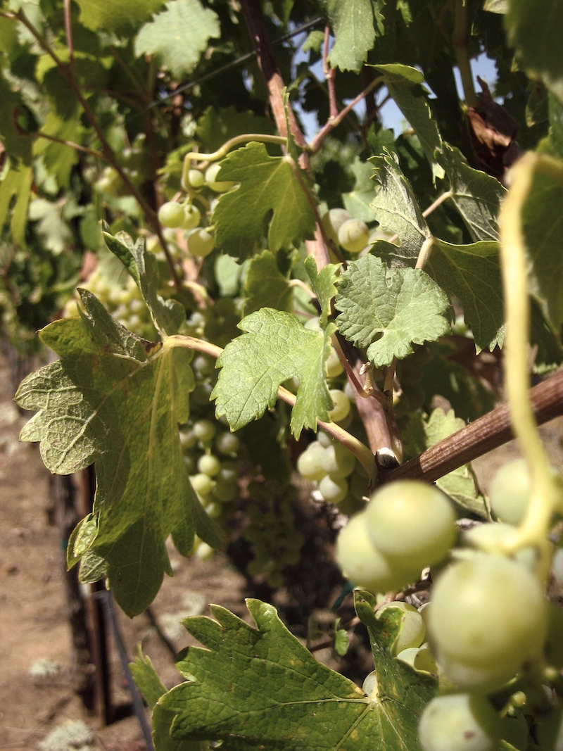 About Miraflores Winery Vineyard Grapes | Winery in El Dorado County.jpg