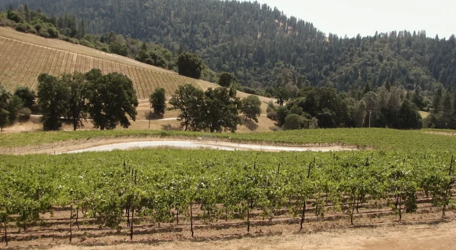 About Miraflores Winery Vineyard | Winery in El Dorado County