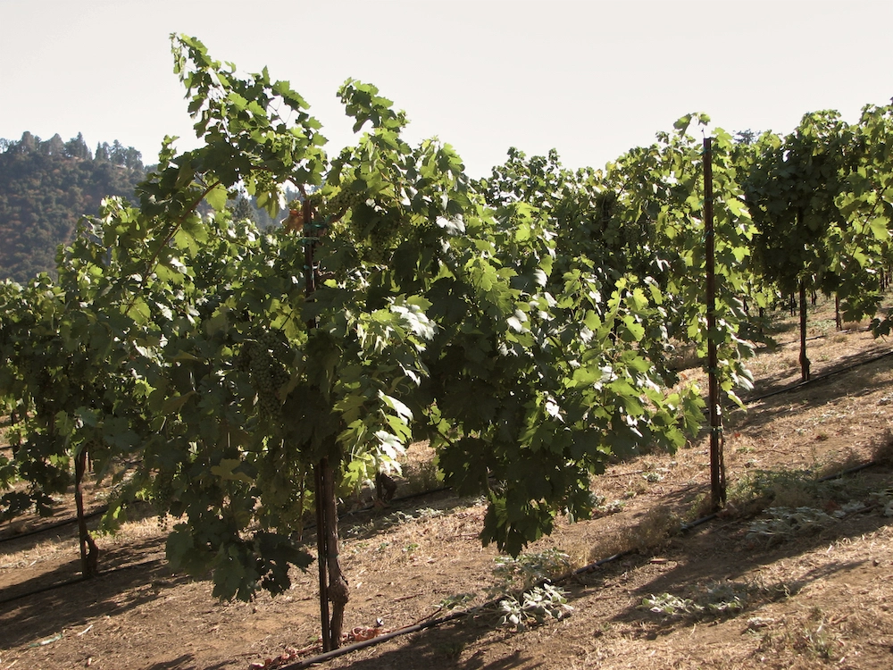 Miraflores Winery Vineyard | Winery in El Dorado County