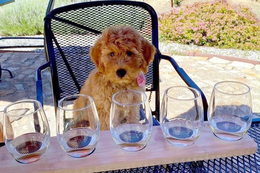 Miraflores Winery is Pet Friendly | Wine Tasting Miraflores