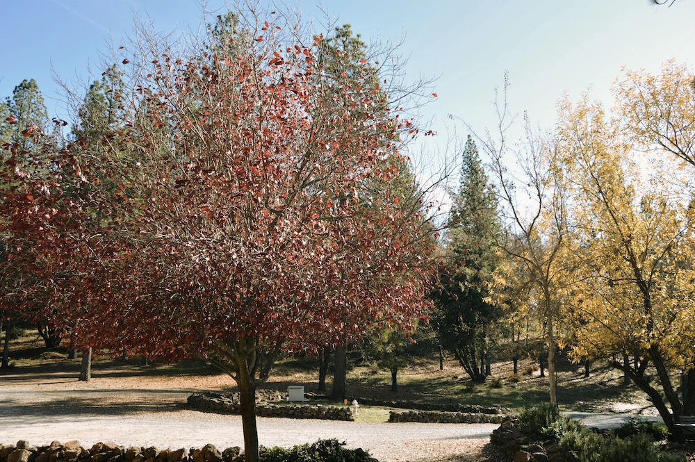 Winery in El Dorado County | Visit Miraflores Winery Photo 2