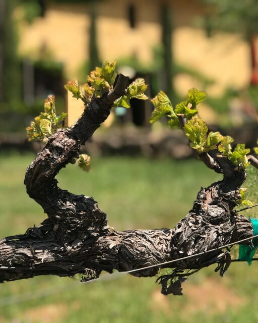 New growth in the vineyard, bud break has officially begun at Miraflores Winery in Placerville, CA. This is the start of the growing season, when dormant vines awaken and push out fresh green shoots that will eventually become this year&rsquo;s grapes.
Always a good reminder of what&rsquo;s ahead in El Dorado wine country.

#ElDoradowinecountry
#eldorado 
#BudBreak
#MirafloresWinery