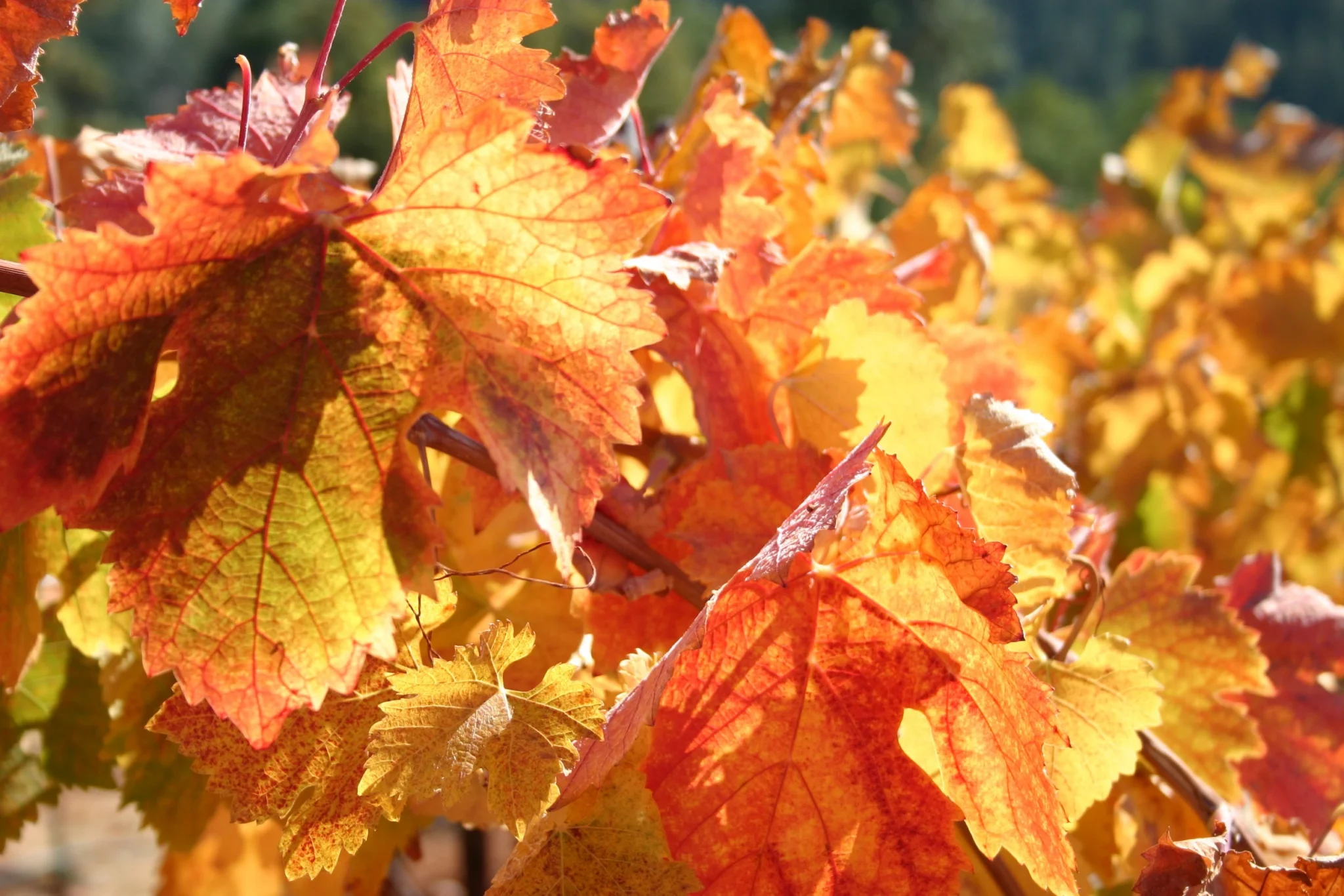 Miraflores Winery | Wineries in El Dorado County Header 4
